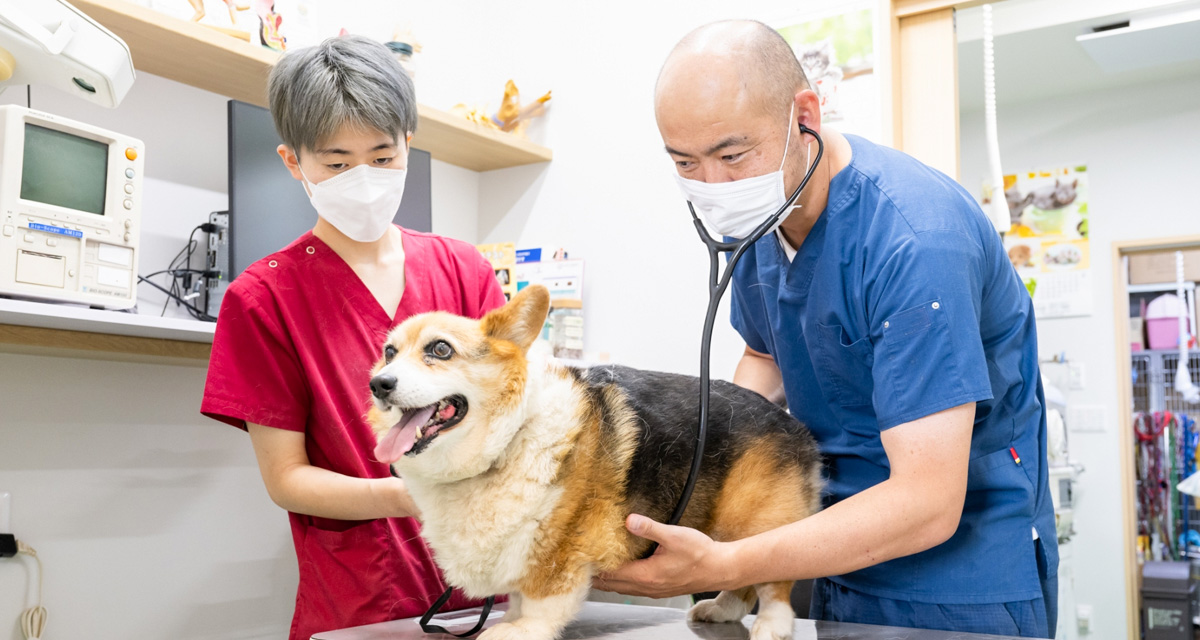 土屋犬猫病院