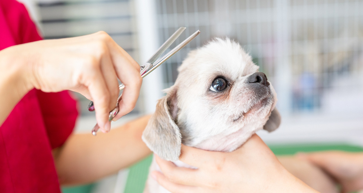 土屋犬猫病院