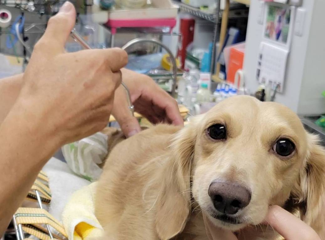 椎間板ヘルニアの鍼灸治療 | 土屋犬猫病院｜長野県松本市・安曇野市 